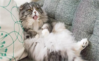 猫咪猫支原体呼吸道感染表现