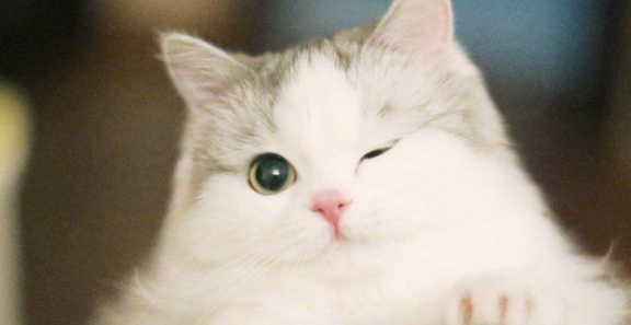猫咪爪垫角质持续增厚,是否预示末梢循环状态变差? 猫咪爪垫角质持续增厚,是否预示末梢循环状态变差?