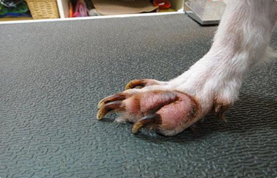 狗狗指甲根部红肿是什么病? 狗狗指甲根部红肿是什么病?