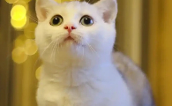 猫的呼噜声很大是怎么回事