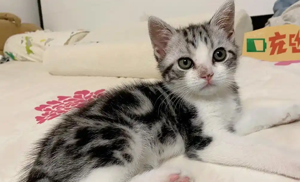 猫鼻子上长黑色结块怎么去除