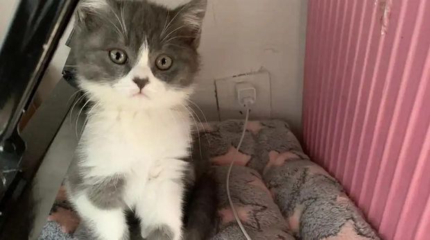 猫咪拉稀肚子咕噜咕噜响怎么办 猫咪拉稀肚子咕噜咕噜响怎么办