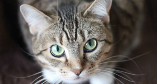 猫原发性青光眼能保住眼球吗 猫原发性青光眼能保住眼球吗