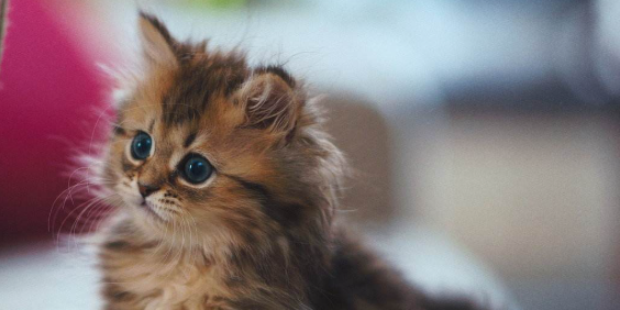 吃喝排便全都正常,猫咪为何会出现反复的浅表皮肤结痂? 吃喝排便全都正常,猫咪为何会出现反复的浅表皮肤结痂?