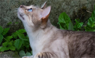 猫咪感染狂犬病还能不能活了