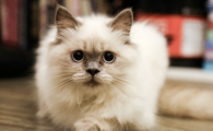 猫咪大便失禁是何原因？