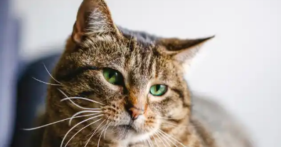 猫咪足底角质增生如何护理好 猫咪足底角质增生如何护理好