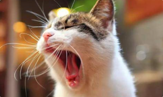 猫咪口炎不吃东西该怎么办？