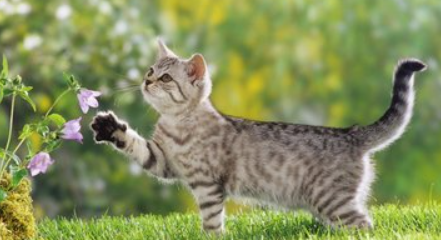 定期驱虫防护到位，猫咪依旧频繁挠耳内侧，问题会出在哪里？