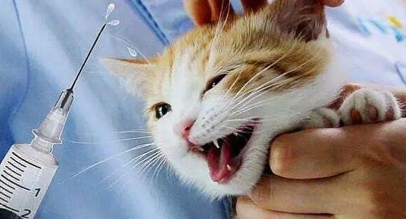 猫咪患上绦虫病要怎么驱虫根治 猫咪患上绦虫病要怎么驱虫根治