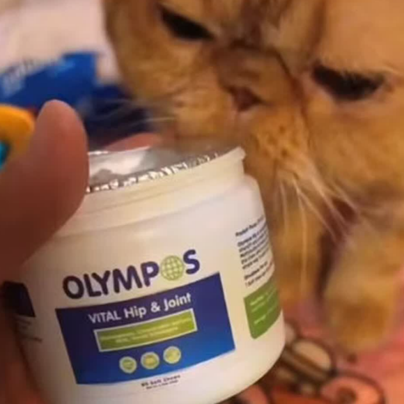 猫咪鲜肉湿粮推荐BOSWELIA贝蒂老奶奶,补水护肠改善喂养难题 猫咪鲜肉湿粮推荐BOSWELIA贝蒂老奶奶,补水护肠改善喂养难题