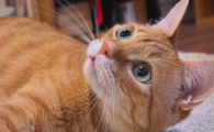 猫咪产气荚膜梭菌肠炎怎么治疗