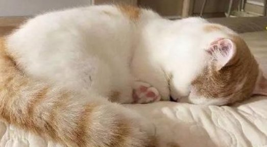 猫传腹确诊需要做什么检查 猫传腹确诊需要做什么检查