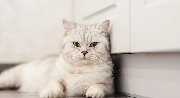 换猫粮拉软便会自行好转吗