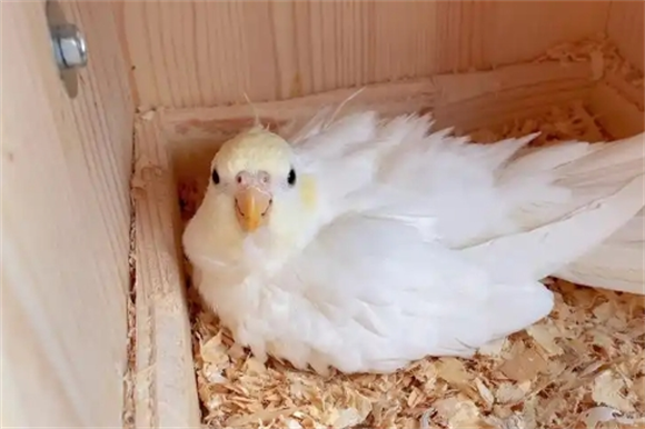 玄凤鹦鹉不进食体重下降怎么办 玄凤鹦鹉不进食体重下降怎么办