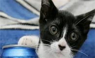 皮堡斯猫能生小宝宝吗?揭秘世界最小猫咪的秘密