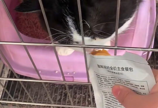 甜尾派对宠物零食怎么样 甜尾派对宠物零食怎么样