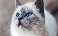 哪些猫咪最常受传染性腹膜炎影响？