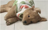 狗最近总吃不下饭是生病了吗?