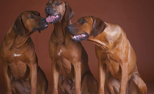 罗德西亚脊背犬:狮子的天然克星 罗德西亚脊背犬:狮子的天然克星
