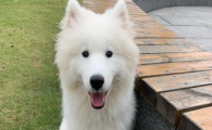 狗狗便便有黏膜状的东西是什么原因