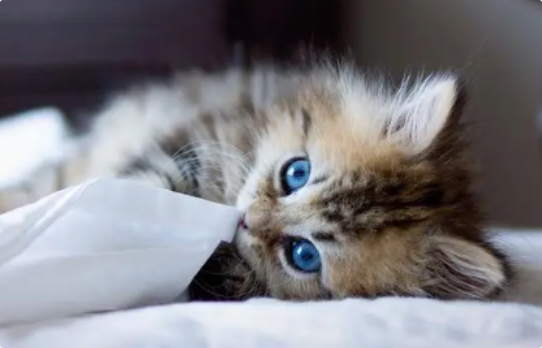 猫咪便便像羊粪球且带血？