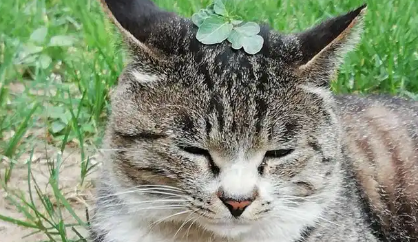 校园猫的神仙待遇:别的流浪猫在觅食,它在院长办公室撒野 校园猫的神仙待遇:别的流浪猫在觅食,它在院长办公室撒野
