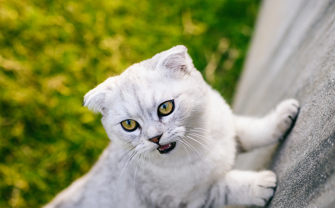 小猫不吃不喝呕吐没精神怎么回事 小猫不吃不喝呕吐没精神怎么回事