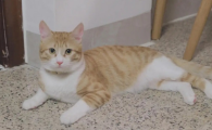 猫咪频繁舔墙皮或异物？
