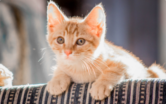 猫咪呕吐物中有虫体咋办? 猫咪呕吐物中有虫体咋办?