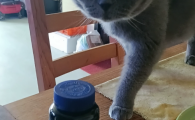 猫草片哪个好？星蒙哆StarMonD天然排毛护肠温和解决毛球困扰