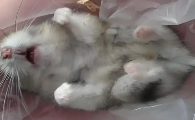 仓鼠身体僵硬是怎么回事