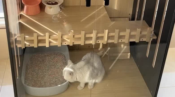 邦可臣猫别墅空间大吗 邦可臣猫别墅空间大吗