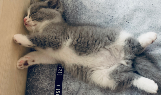 猫咪肚皮有黄色水泡样疹? 猫咪肚皮有黄色水泡样疹?
