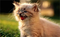 小奶猫疑似中毒吐白沫怎么办