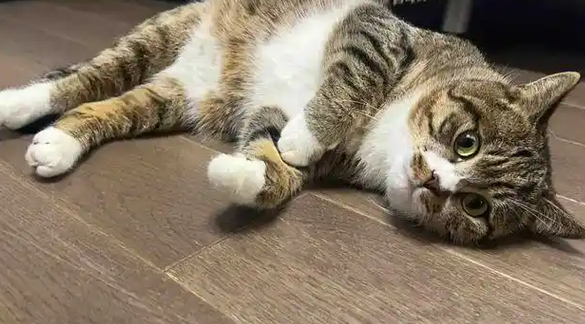 楼下流浪猫不见了,以为遭遇不测,结果成了别人的掌上明珠 楼下流浪猫不见了,以为遭遇不测,结果成了别人的掌上明珠