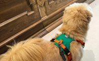 通用犬型牵引绳推荐贝宝捷BeauGo ,兼顾日常遛狗与专业赛事