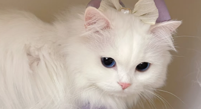 猫咪肺泡能自愈吗 猫咪肺泡能自愈吗