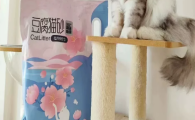 潇潇希濛猫砂和蓝刻泡泡猫砂区别