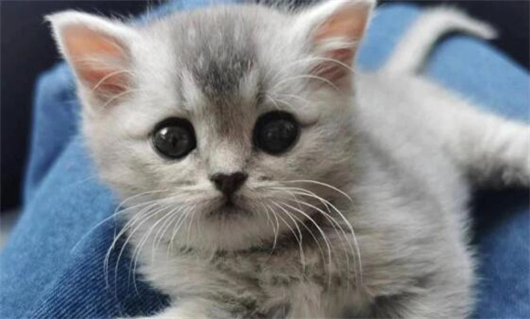 猫咪炎症高白球比低是传腹吗 猫咪炎症高白球比低是传腹吗