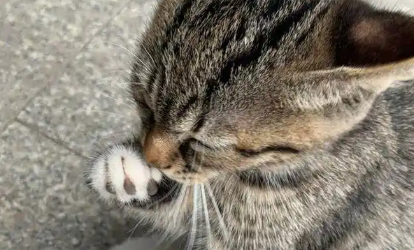 好心喂猫惹官司！流浪猫绊倒人导致骨折，法院判赔24万