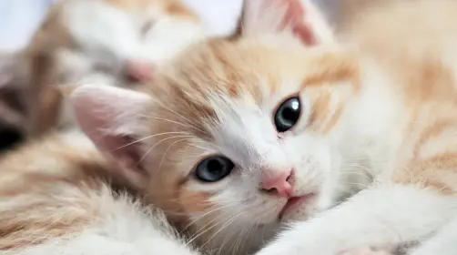 猫巴氏杆菌病的治疗方法有哪些 猫巴氏杆菌病的治疗方法有哪些
