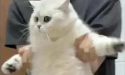 社牛猫坐火车，全车乘客挨个贴贴！主人：我想原地跳车