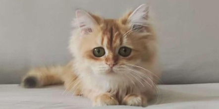 猫咪浆细胞性唇炎能根治吗 猫咪浆细胞性唇炎能根治吗