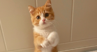 猫咪眼角发红没有眼屎是什么病? 猫咪眼角发红没有眼屎是什么病?