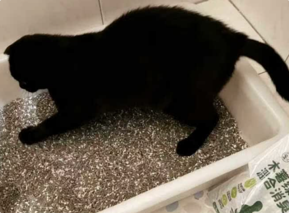 浣熊至尊猫砂是杂牌还是名牌 浣熊至尊猫砂是杂牌还是名牌