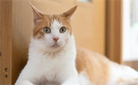 猫咪屁股红肿外突怎么办