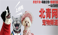 北青网宠物频道上线
