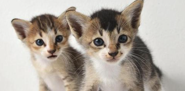 猫咪频繁打哈欠却不困倦,隐藏着什么身体隐患? 猫咪频繁打哈欠却不困倦,隐藏着什么身体隐患?