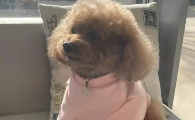 狗狗肚子叫还呕吐是怎么回事